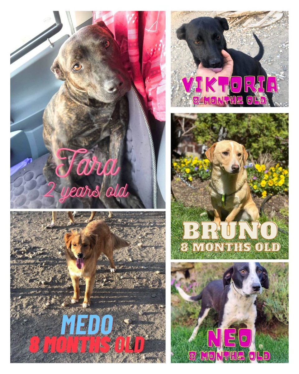 More Dogs still looking for their forever homes. Full details can be found on the adoption page 👉 facebook.com/LendAPawRescue where you can also message us. And we can be messaged on WhatsApp 👉 wa.me/message/ All the dogs are in Northern Macedonia and ready to travel to