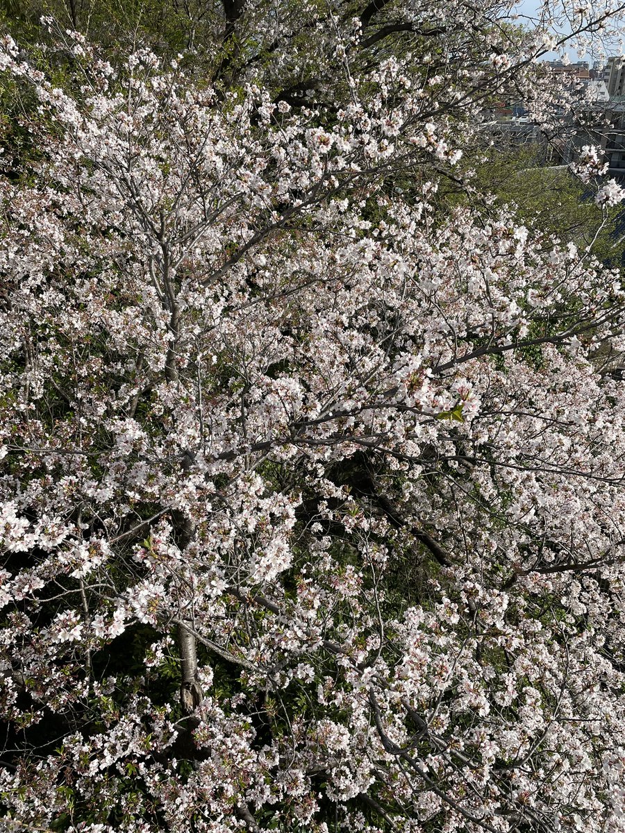 pokkurisarco's tweet photo. 桜が散るように人生を卒業したい

#国は安楽死を認めてください https://t.co/WM8izQIqvn