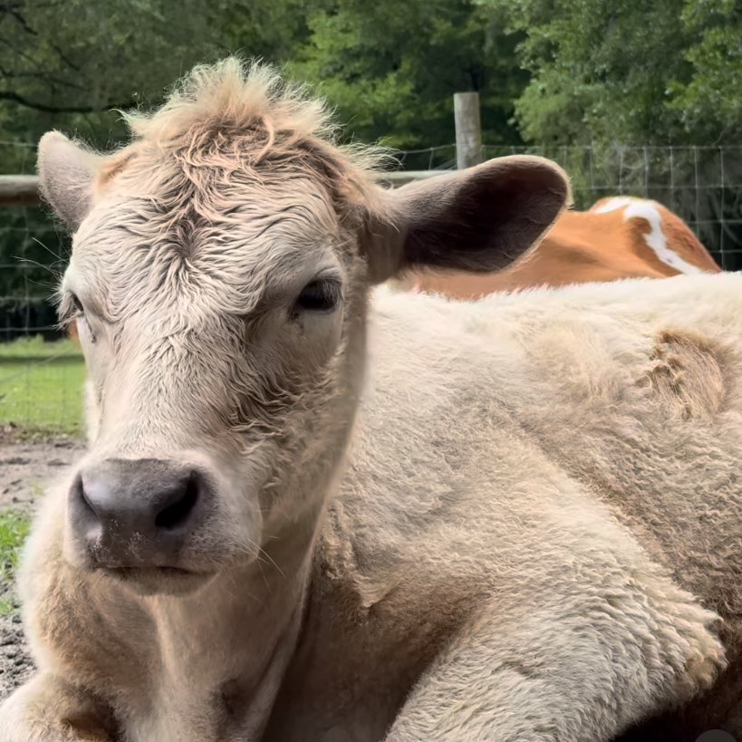 📅 20th April 2024 🏷️ Instagram/peacefield.farm 💕 #animaloftheday