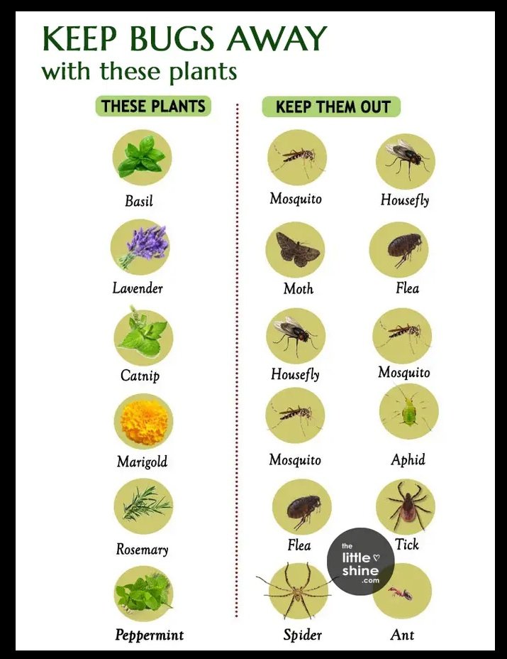 Useful plants