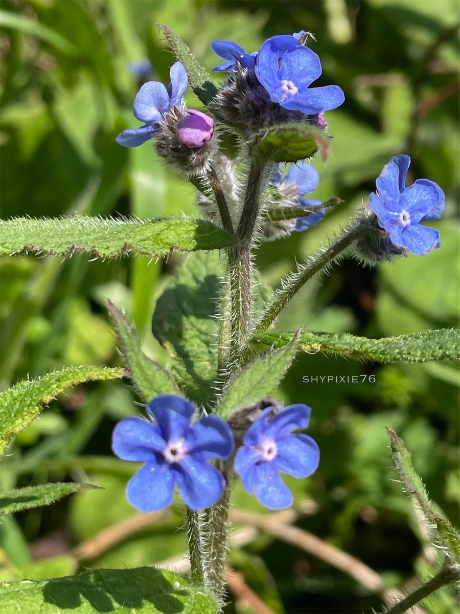 The Green Alkanet was looking good in the afternoon sunshine this week. They have pink flower buds that open up to bright blue flowers with a white centre 💚💙 #Wildflowers #FlowerPhotography