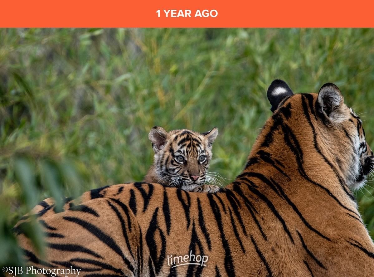 SAMMMYx's tweet photo. The cubs a year ago today 🥹

@chesterzoo #ChesterZoo https://t.co/cP8EFFF88s