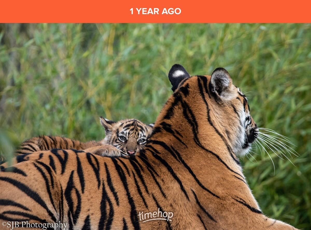 SAMMMYx's tweet photo. The cubs a year ago today 🥹

@chesterzoo #ChesterZoo https://t.co/cP8EFFF88s