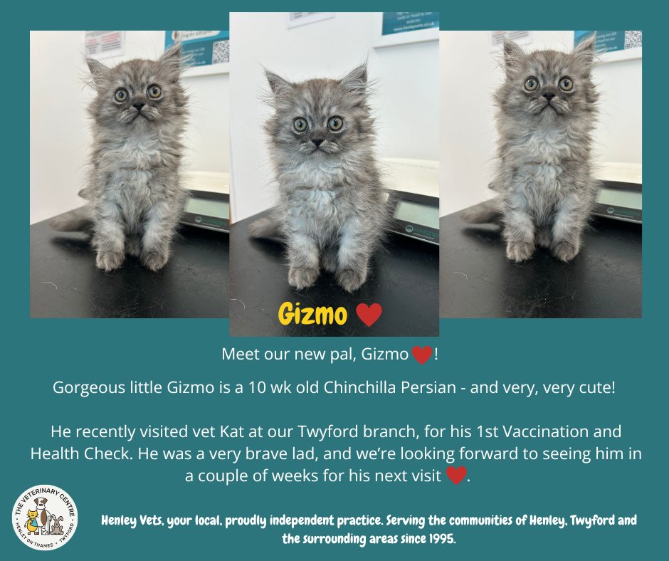henleyvets's tweet photo. Meet Gorgeous Gizmo 💚!

#kitten #cats #persian #chinchillapersian #caturday #localvet #independentvet #henleyonthames #twyfordberkshire https://t.co/xf5sh223t6