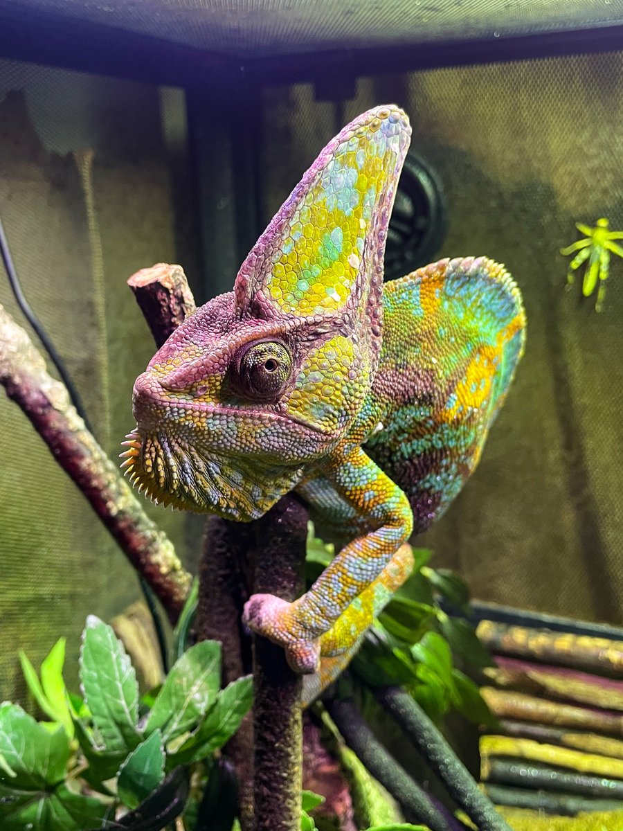 Looking extra BRIGHT today Pedro! 😍 😍