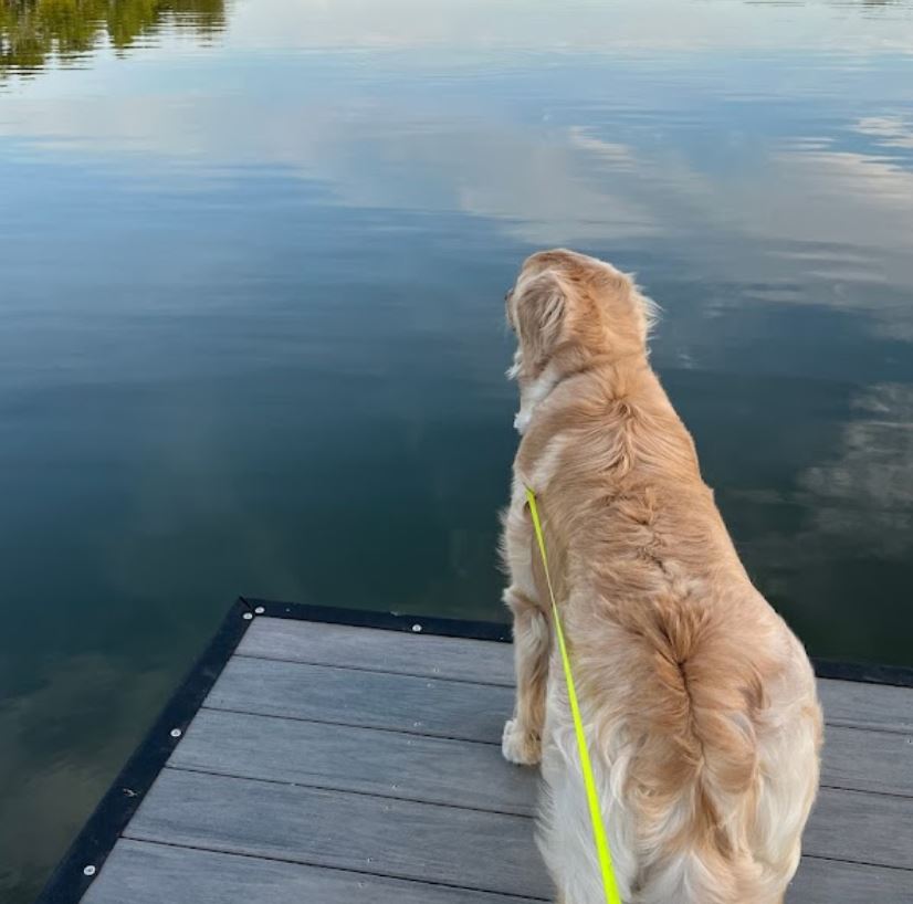 AccuDock's tweet photo. Sitting on the dock of the bay, watching the waves go by! 🐶🌊☀️
#accudock #floatingdock #floatingdocks #docks #dock #dockbuilder #dockbuilders #madeinamerica #madeintheusa #customwork #customdesign #coastaldesign #dockdesign #residential #leisure #dog #dogslife #docklife https://t.co/izhZVHV3AL