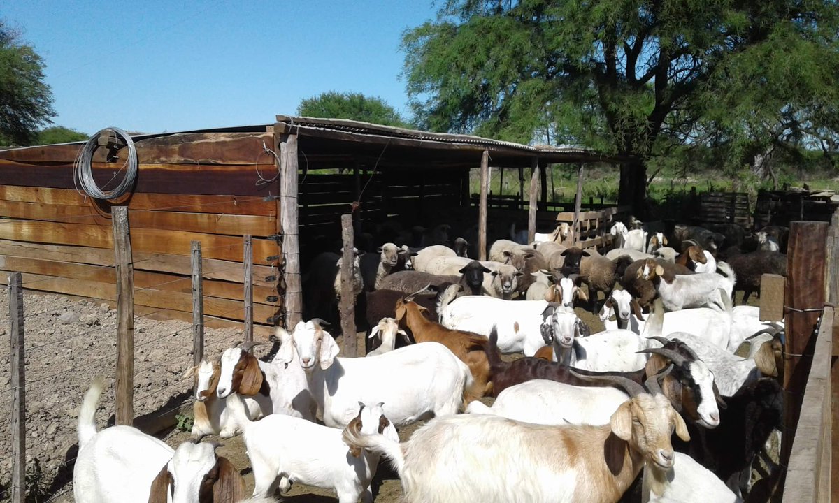 La Organización de las Naciones Unidas para la Alimentación y la Agricultura (#FAO) avaló el desarrollo de capacidades en la ganadería de ovinos y caprinos en #Cuba. cadenagramonte.cu/noticia/es/125… @aliciarca @Pedro_ACM @nunez_yennis