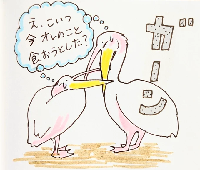 ペリカンはなんでも食べようとすると以前聞いたので、こんな風に見えました 