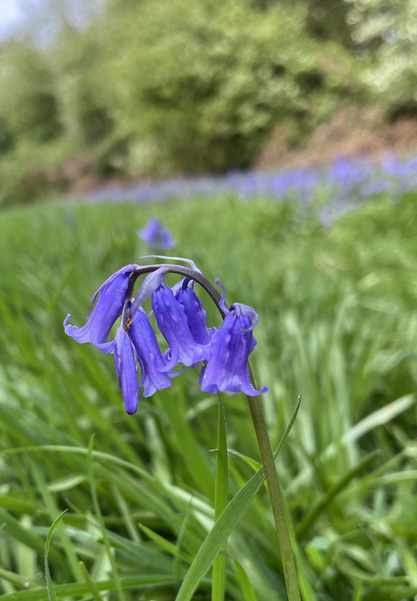 Bluebell wood near Itteringham, just coming out into flower! Very beautiful on a calm, sunny morning