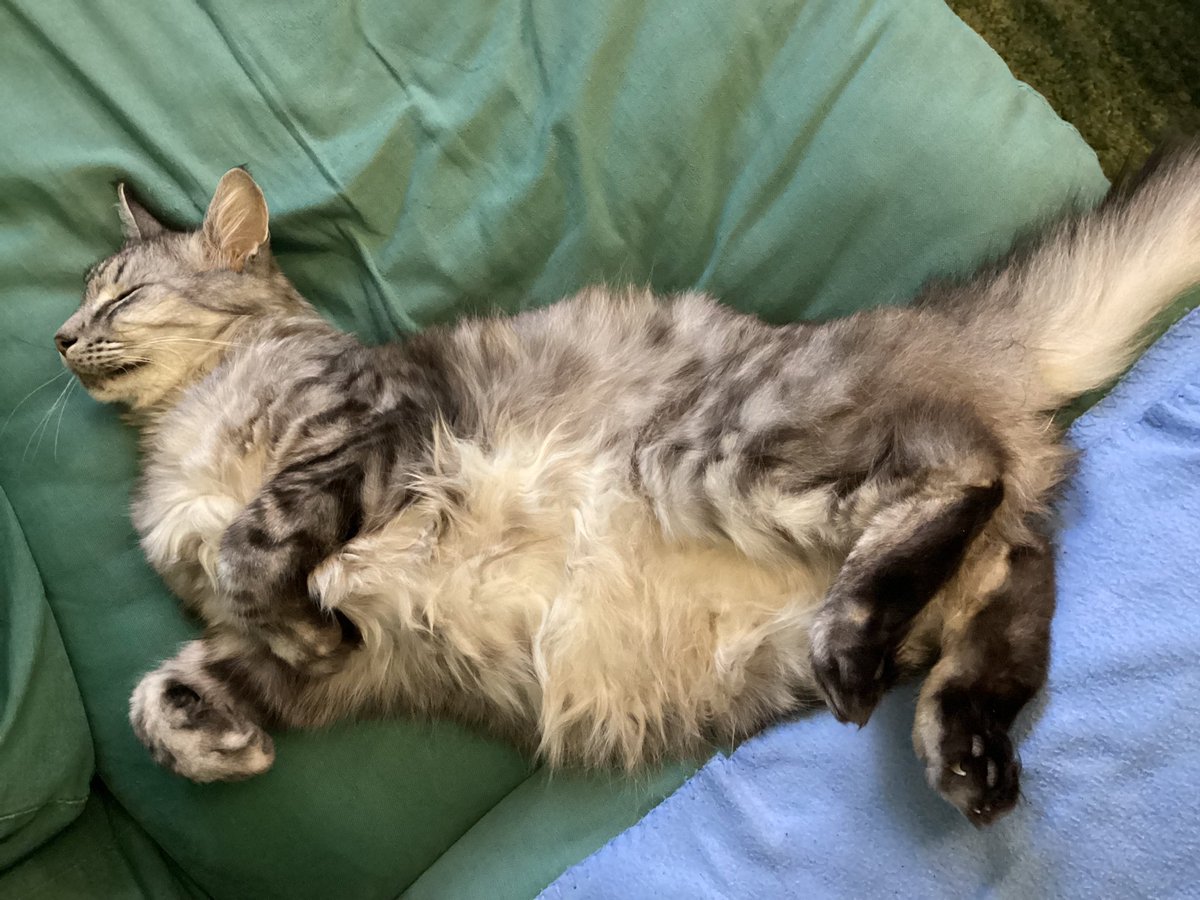Happiness is a fluffy belly #Caturday