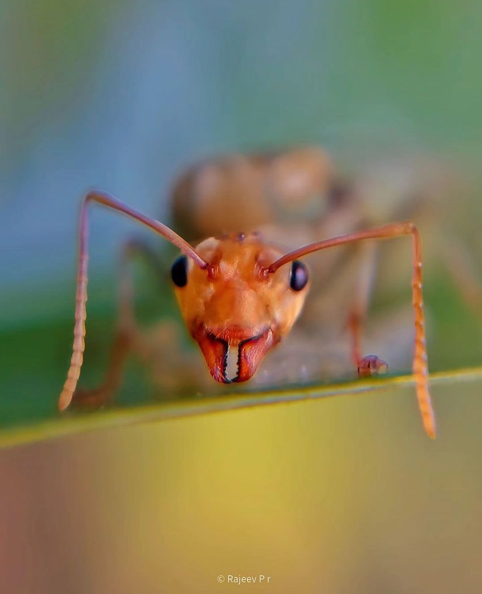 Face 2 Face with ant Queen 👑 
Shot on @oneplus Powered by
#Oneplus12
@Snapdragon
#ShotOnOneplus
#NaturePhotograhpy
#ShotOnSnapdragon
@gregcroc @Snapdragon_UK
 @UKHonor @MacroHour