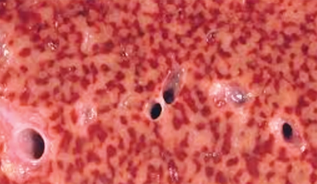 Dr Ihab Suliman tweet media