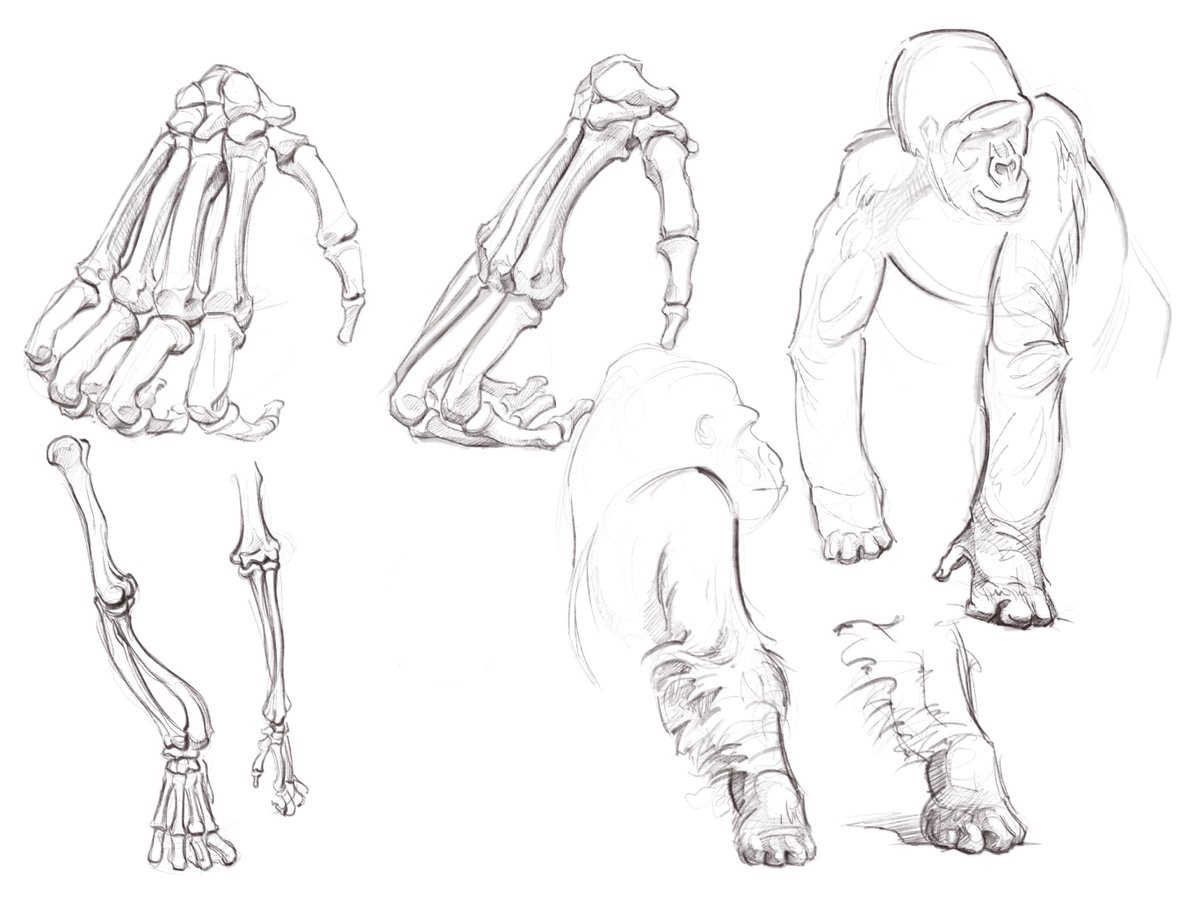 Some #gorilla anatomy studies #sciart #primates #apes