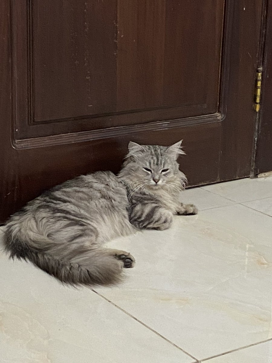 اعرفكم على قراي.. 
قراي ليه شهور كثير ضايع من اهله وهو كبير بالعمر ما يتحمل مرمطة الشارع، عرضناه تبني بس للاسف محد يبغاه 

واليوم بين الحياة والموت 💔
اتمنى انه صوره توصل لأهله وأدعوله يقوم بالسلامة 😔