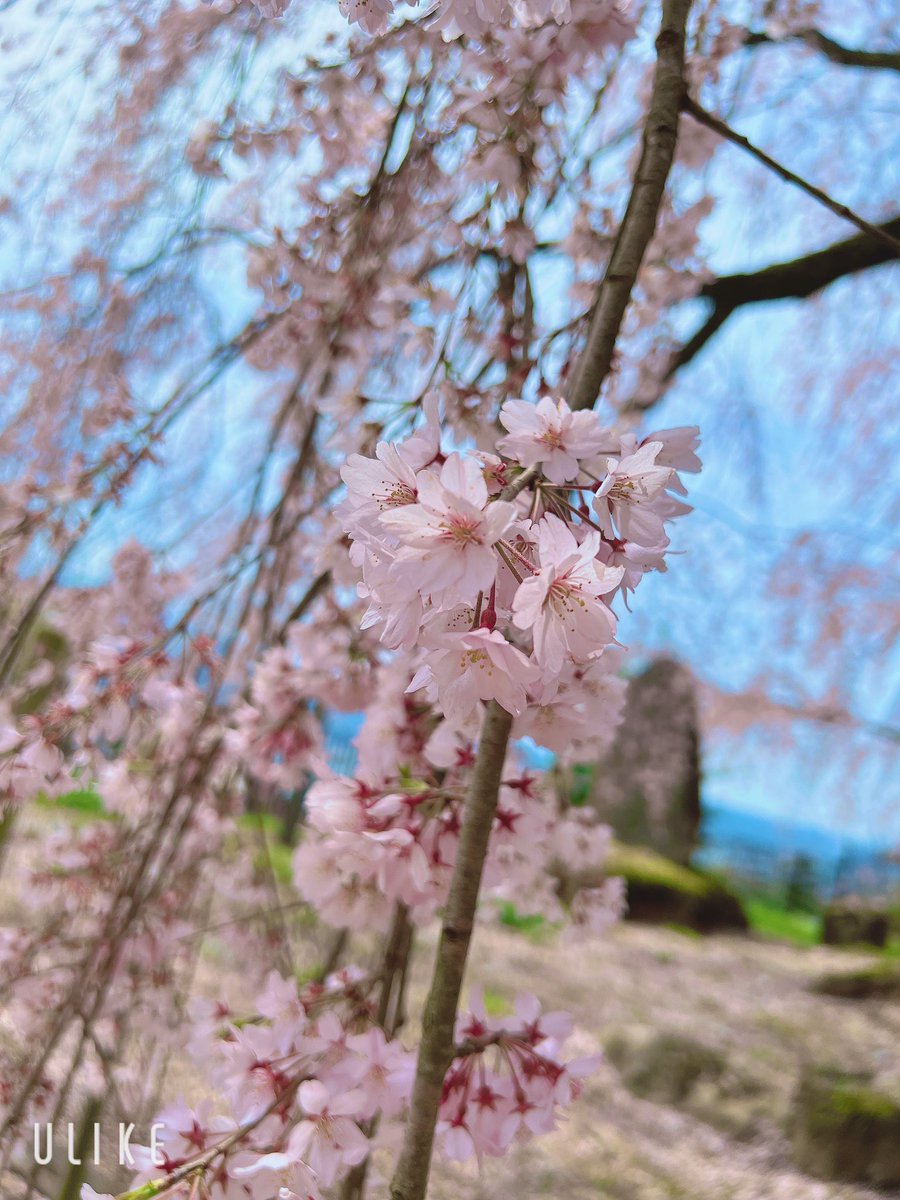 利用者さんとお花見してきた🌸
みんなで桜見ながら売店のおでん食べた😋😋
今年もみんなと桜が見れて楽しかった！また来年もみんなで見ようね🤩