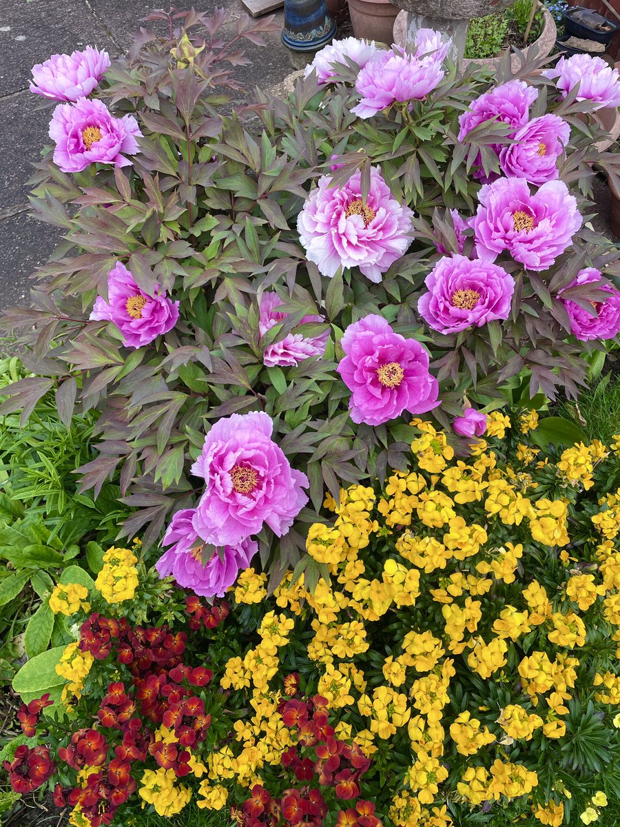 Peonies and Wallflowers 😍🌸🌼🌺❤️ #SummerIsComing 🙌🏽🥰🌞