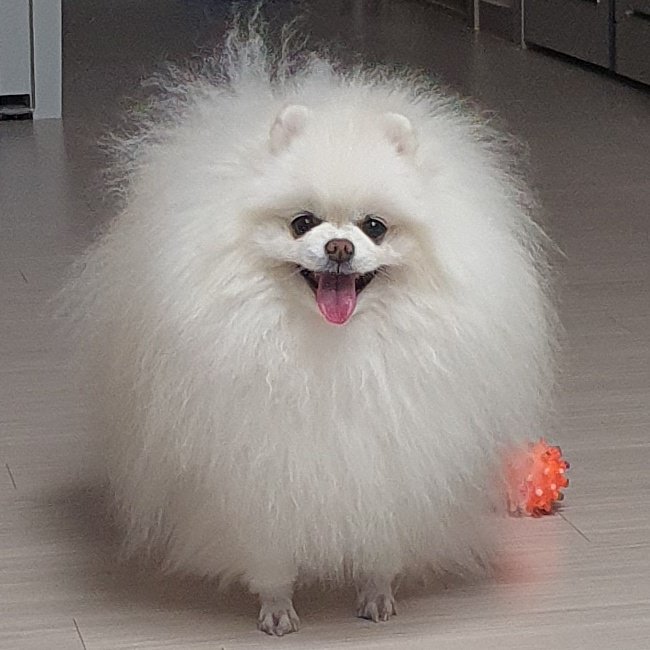 cherry160616's tweet photo. 하나의.... 털덩어리 https://t.co/eD4qVnt4Eo