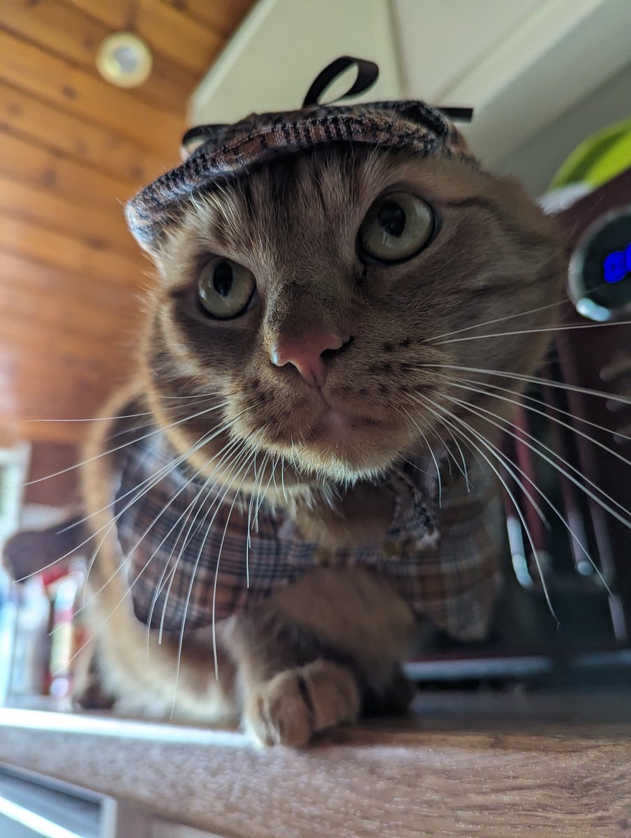 I was working away from home for a few days, and I saw this really cute cat costume 😂 she's not a fan of the hat but she loves the wee coat. Penlock Holmes!