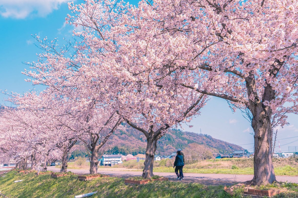 桜の季節。