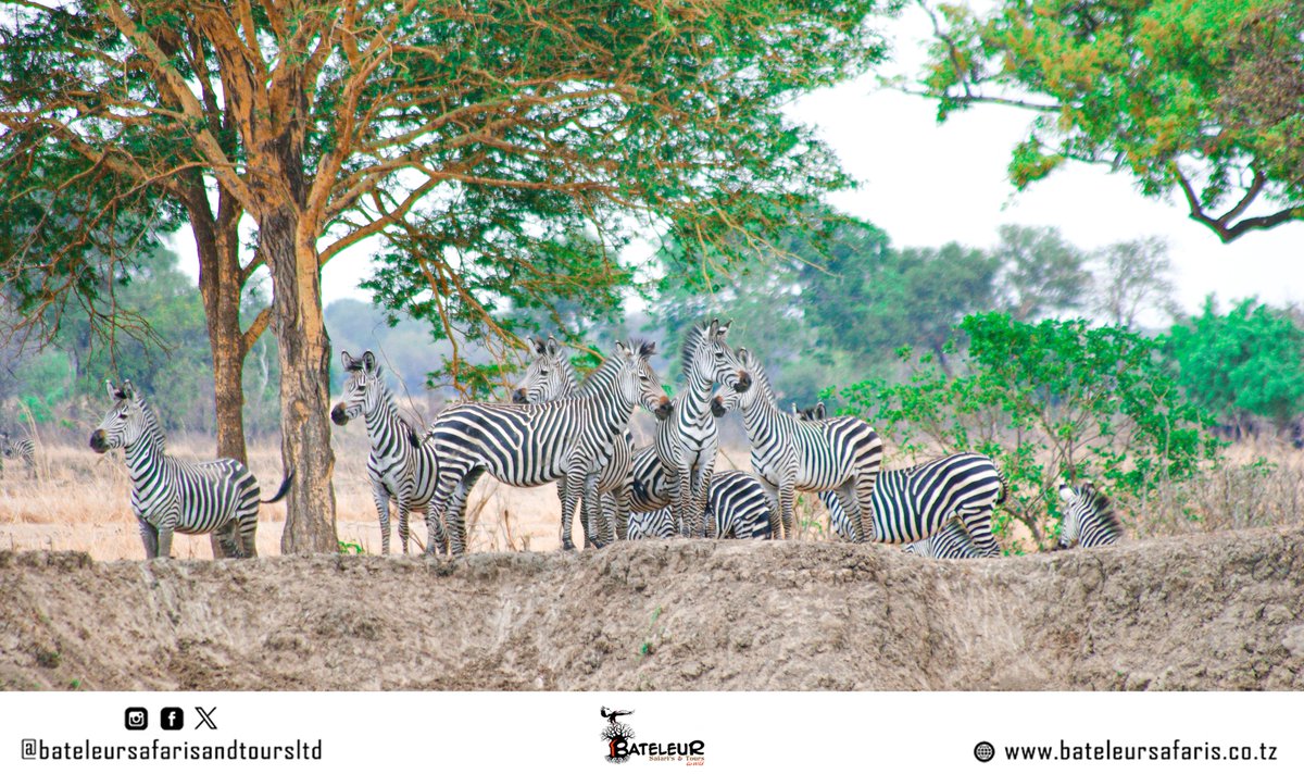 One excellent destination for wildlife enthusiasts, photographers and of course you as a tourist. Come with us to this beautiful place in the southern Tanzania. 

Contact us now to get the best deals of our safari packages (both Special/ready made and customized).