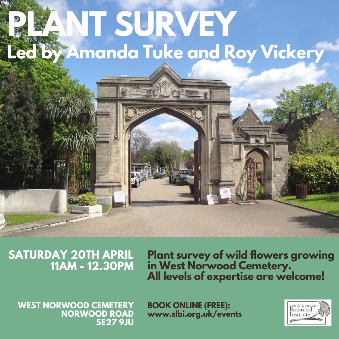 JOIN US AT A PLANT SURVEY NEXT SATURDAY
Led by Amanda Tuke &amp; Roy Vickery, W.Norwood Cemetery.
FREE event, all welcome.
Book: slbi.org.uk/event/west-nor…

Photo of cemetery entrance from #WestNorwoodCemetery website.
Photos of plants by Amanda Tuke.

#plantsurvey #wildflowers #SLBI