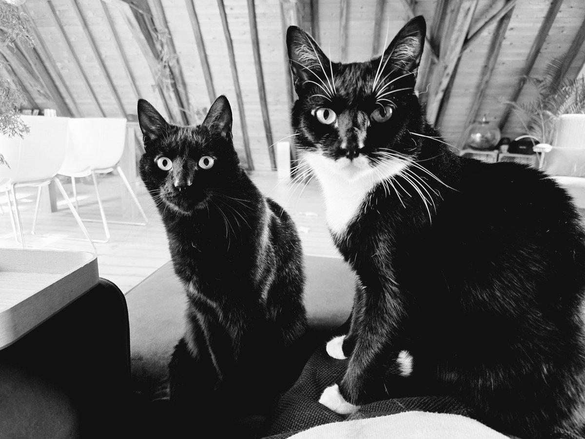 Hi staff! We think it is treat-o-clock~ Edgar &Allan Poes 😸😸
#CatsOfTwitter #cats #panfursquad #blackcats #tuxedocats #Caturday