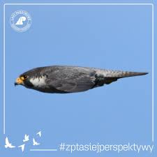 MPyrcin's tweet photo. @SztabGenWP Najzwinniejszy z polujących - SOKÓŁ, dynamicznie polujący jak żaden inny ptak pasuje idealnie.
#sokół https://t.co/Muq3kkn2R0