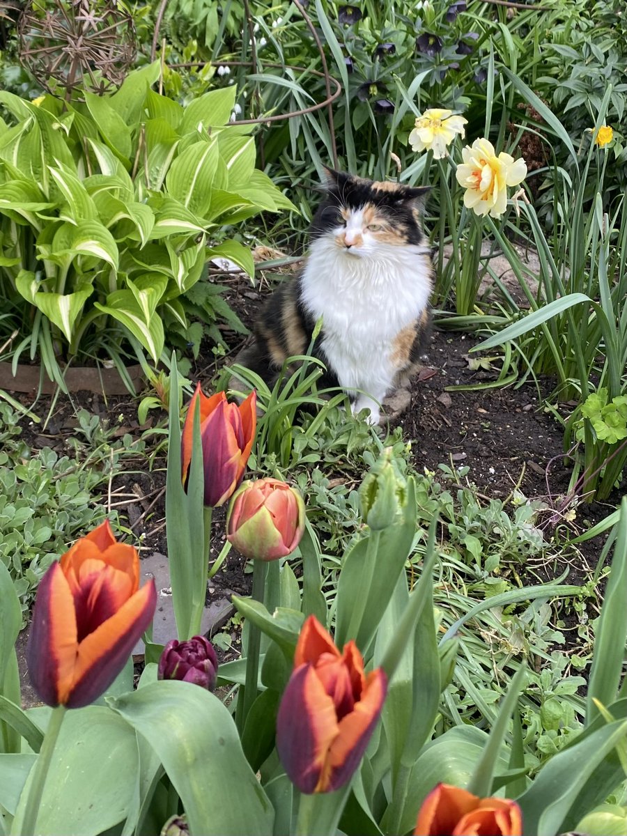 A #Caturday starting with long cuddles in bed 🛌 with mum 👩🏻 and then outside with her pottering around 🪴🌹🌺is the best day ever❤️❤️. And we were joined by two young Goldcrest birds 🐦 as well😻😻. Love and purrs to my pals 🐾💕🐾 #CatsOfTwitter #CatsOfX #GardeningCats