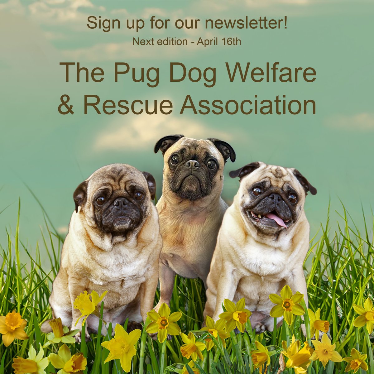 Our Spring newsletter goes out next week and it’s full of great adoption stories and useful info for pug owners. If you haven’t signed up already, just go to our website – ecs.page.link/ECcR8
#pdwra #pugcharity #pugwelfare #friendsofwelfare #foreverhome #pugadoption #pug