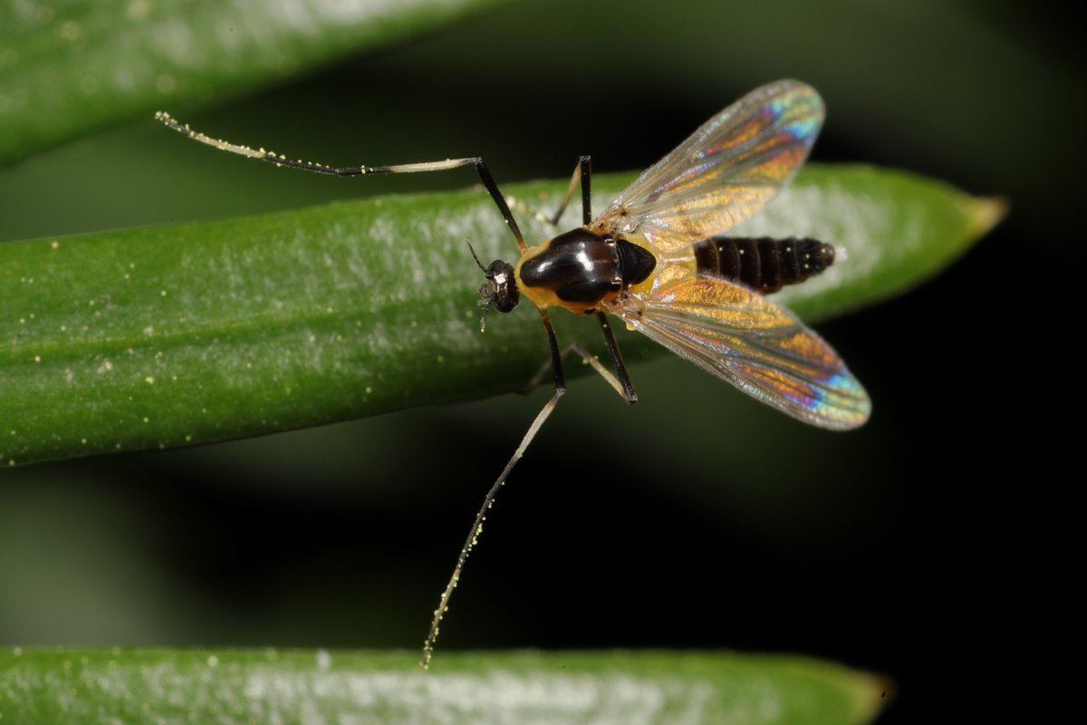 Diese Mücke (ca. 3 mm), die hier auf einer Eiben-Nadel sitzt, gehört wohl zu den Orthocladiinae, einer Unterfamilie der nicht beißenden Mücken. Sie dirigierte mit ihren Vorderbeinen.

#natur #artenvielfalt #naturfoto #nature #Insekten #diptera #Chironomidae #insects #fliegen