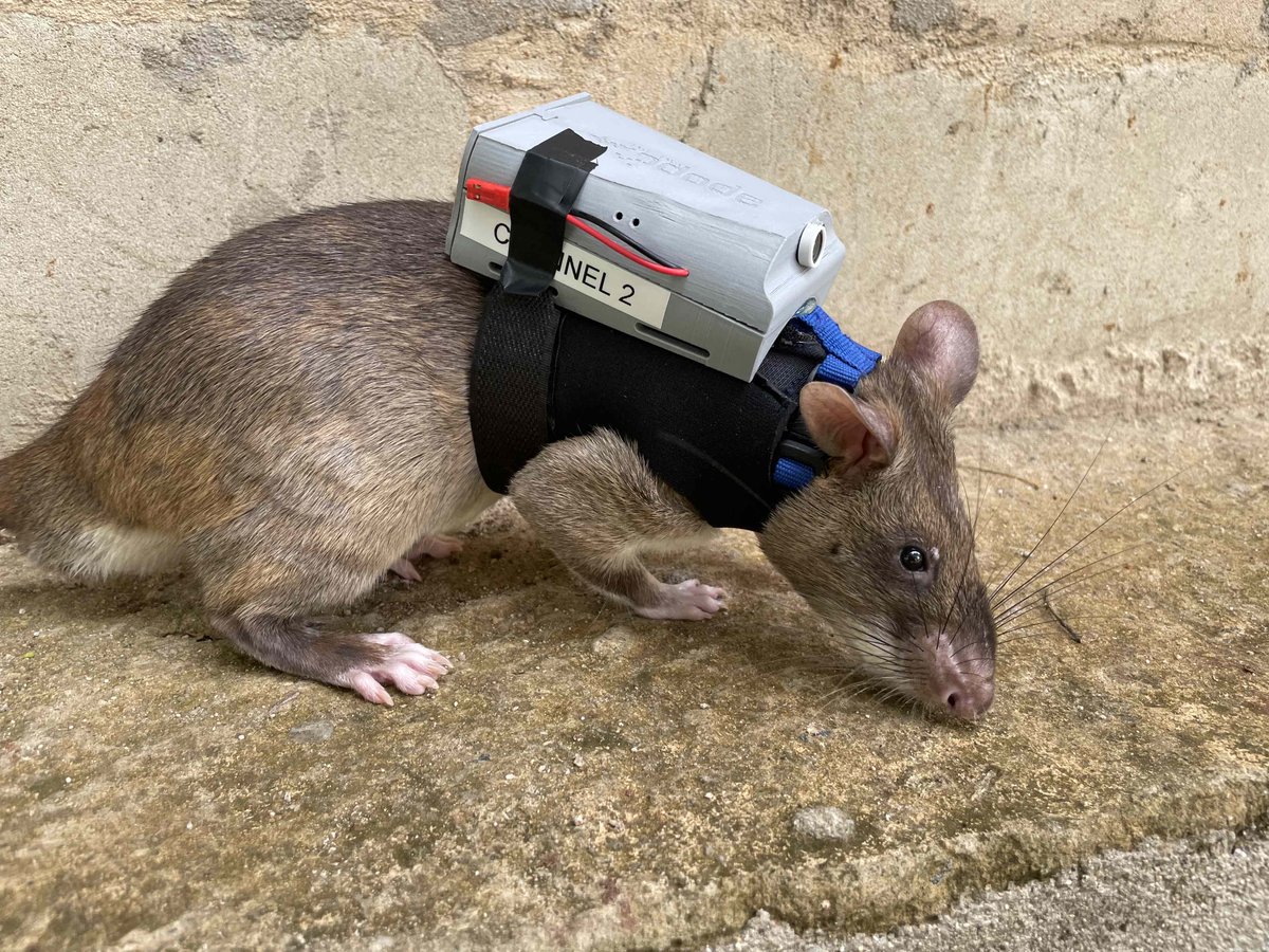 herorats tweet picture