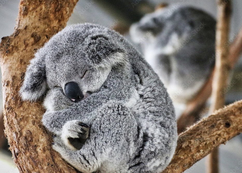 n98501497's tweet photo. @Rerei_V 🐨 https://t.co/d21FLRtmRi