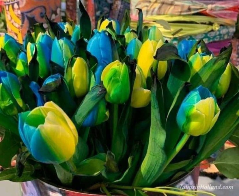 In the Netherlands a Blue and yellow tulip was bred. It is called Tulipa Ukraine. reddit.com/r/ukraine/comm…