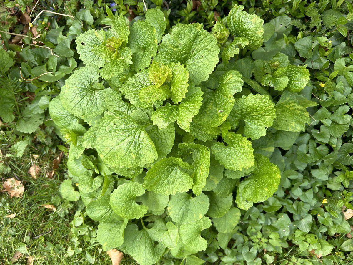 The periwinkle and garlic mustard are looking good #cottagelife 😊