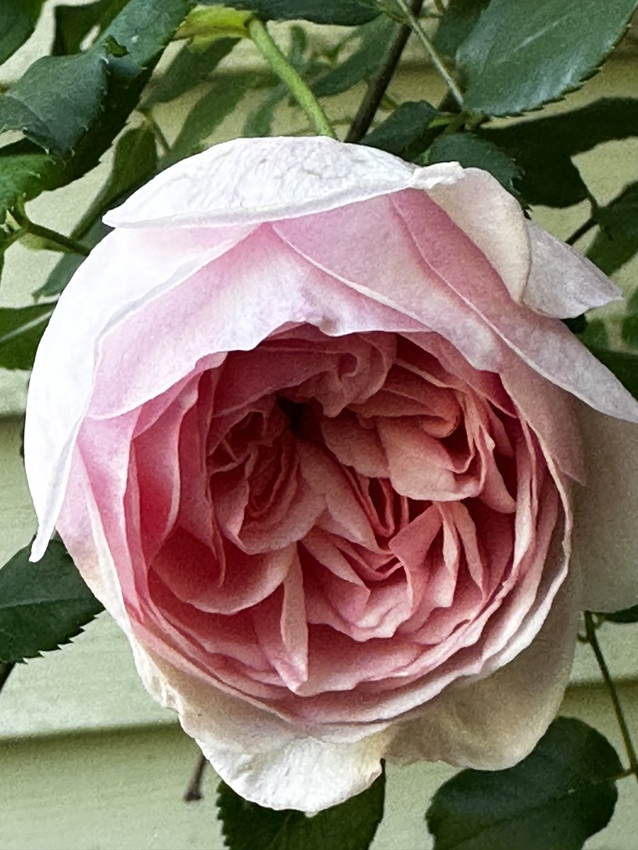 Happy Saturday everyone wishing your day a very happy one.#Rose #GardeningX #SaturdayThoughts #GoodMorningX