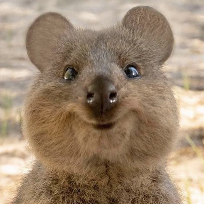 Quokkycoin's tweet photo. @LukaEvans9 $QUOKKY is a Good project. Check https://t.co/mRWCOOjNjj