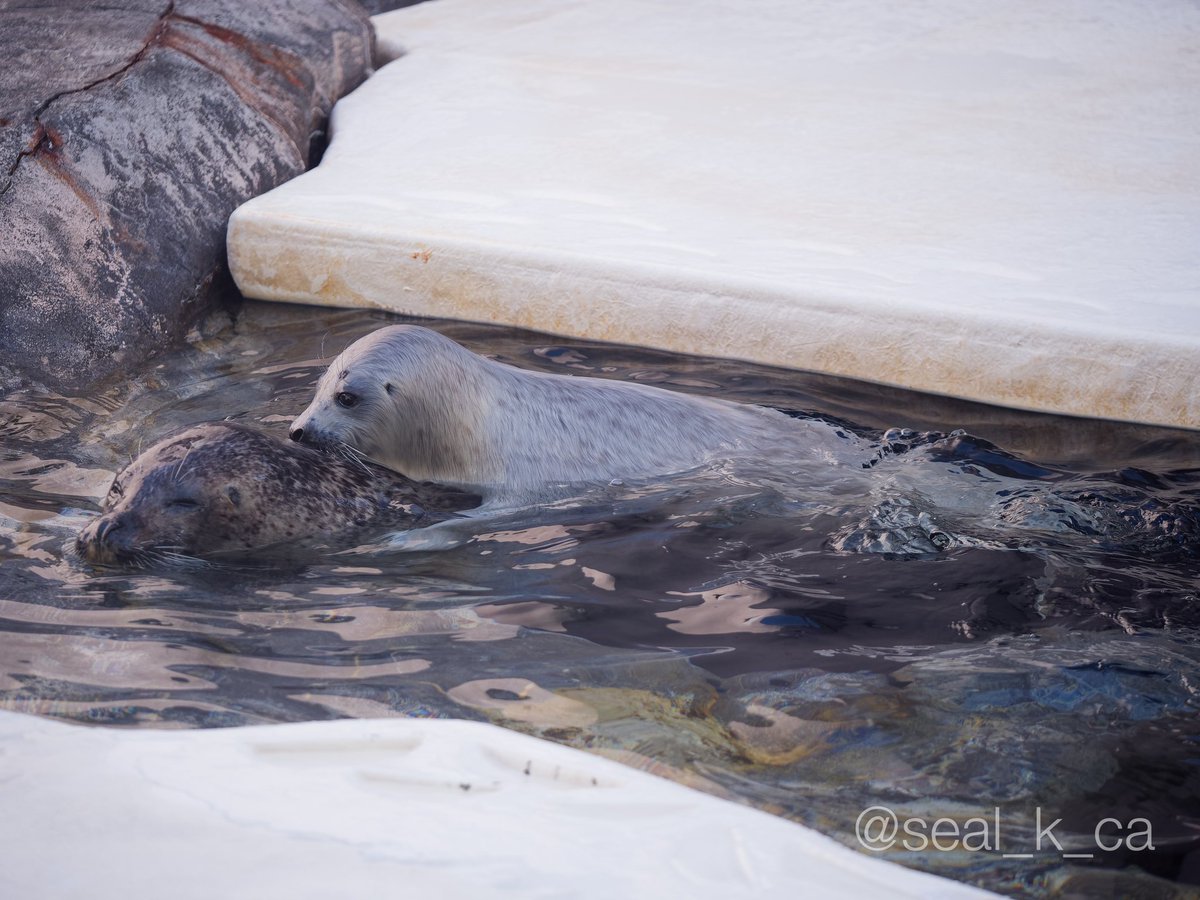 母の背
#男鹿水族館 #ゴマフアザラシ
(📷 2024.04.07)