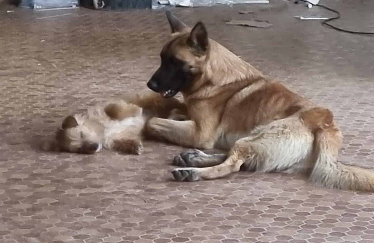 Ça n'est pas une nouvelle peluche pour Taân mais bien un petit chien avec qui il joue🐕 Il aime beaucoup les petits chiens, à chaque fois c'est son nouveau pote ^^