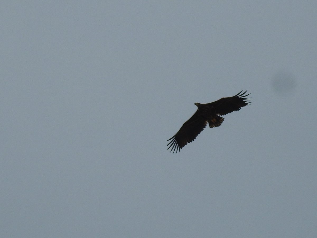 White tailed Eagle over Papay this morning. Expected, given the time of year and southerly winds, but no less impressive. Also three White Wagtail and my first Greenshank of the year @PatchBirding #PWC2024