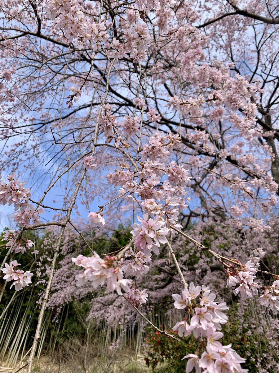 sciencekoriyama's tweet photo. 桜が満開です🌸

#三春町 #ベニシダレザクラ https://t.co/OR2uXlVFRc