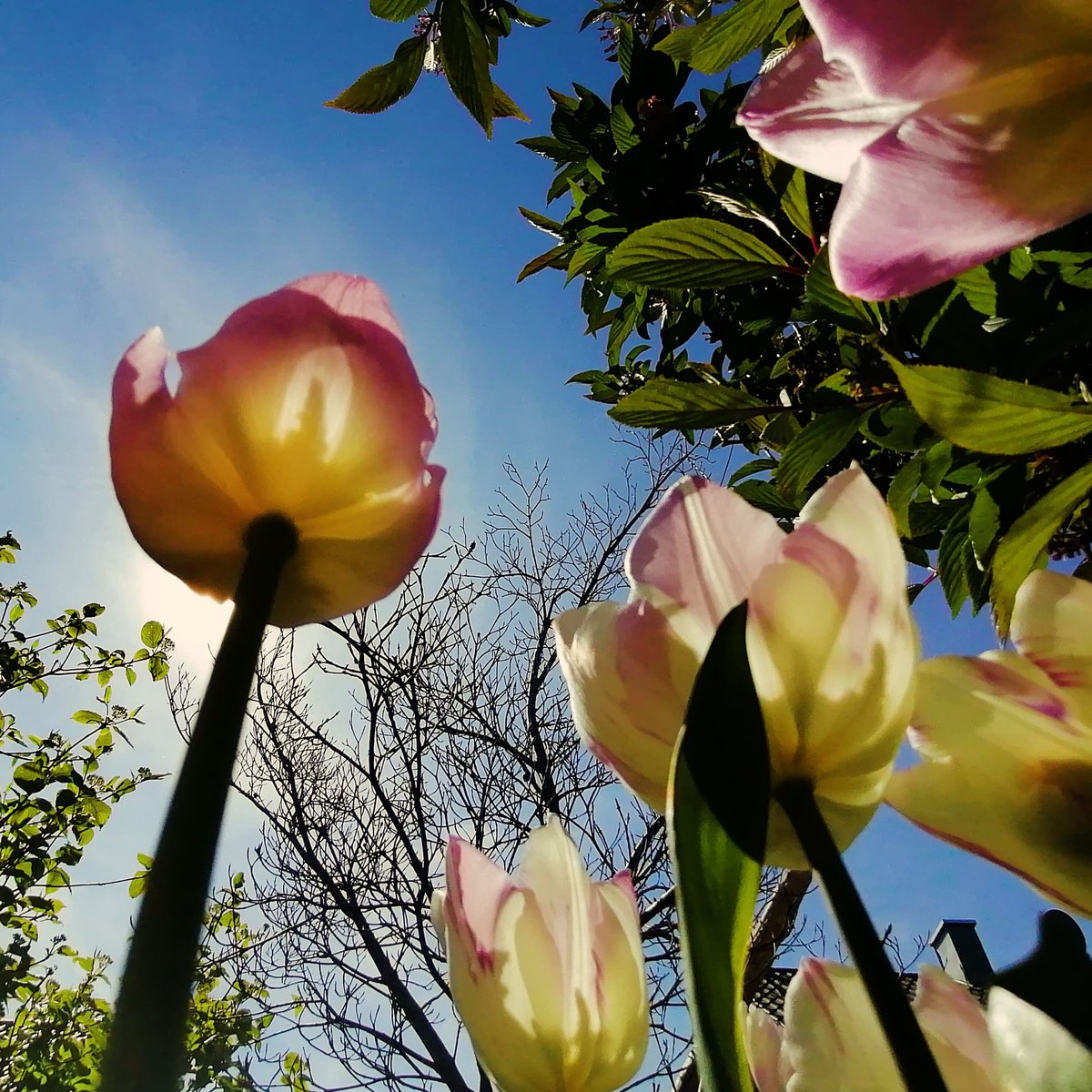 Schönen Samstag zusammen, a klois Grüßle vom Blue Sky. 🍀☀️