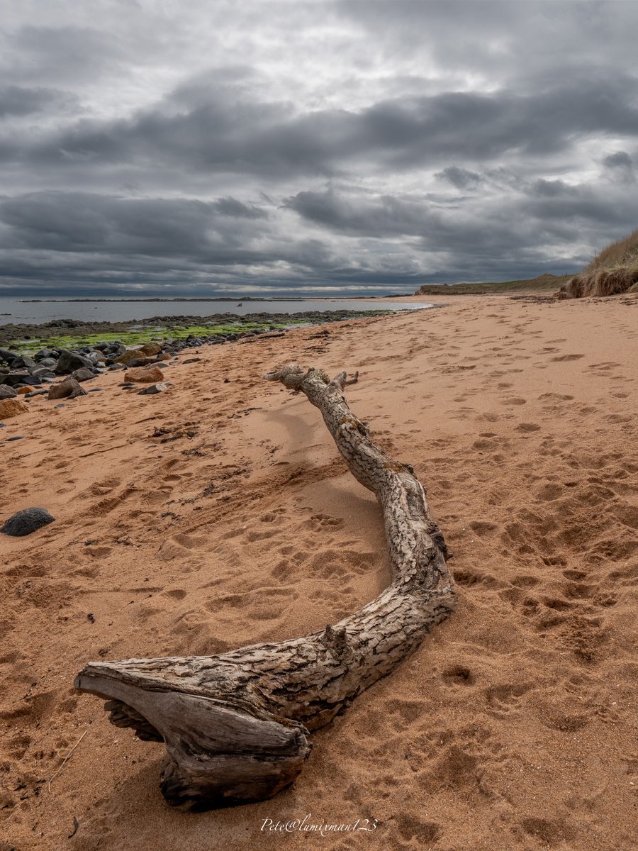 More giant driftwood- #HappyWeekend to all