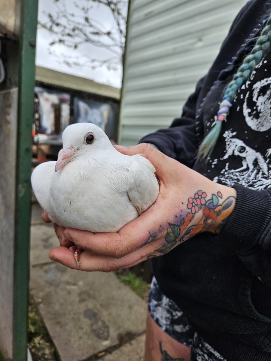 Did you know that FARS is home to a flock of pigeons? 🏡🕊 This is #AlbertPigeon, loved & respected by us all 🤗 We're glad to be able to support these beautiful, clever birds 🙏 It's a harsh world out there for this species, full of cruel stereotyping & unwarranted hatred 😔