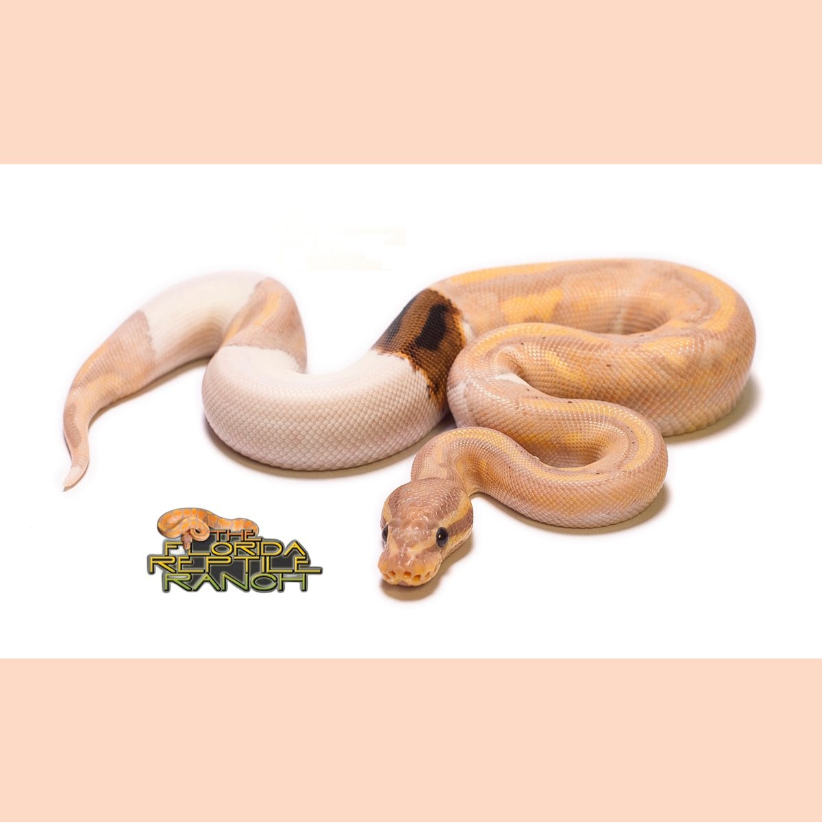 Che splendore! :-) Banana Pied Chimera Ball Python (Python regius). Foto: The Florida Reptile Ranch. #baby #snake #reptile #livingart #lareptile #lareptiles #breeding #ballpython #royalpython #pythonregius #livingartreptile #livingartreptiles
