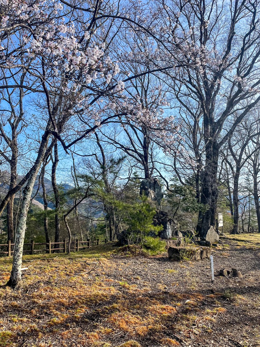 sunnonkai_tw's tweet photo. 柄杓山城（群馬県桐生市）
4月7日時点では本丸南面に広がる桜🌸は5分咲きでした（駐車場付近は満開）。今日あたりは満開でしょうか。
林道脇の駐車場から遊歩道を15分で城域に到着。
林道は狭くて道も荒れている。
(2024/4/7)
#城 #群馬県 #桐生市 #柄杓山城
#castle #gunma #kiryu #hishakuyamacastle https://t.co/2y2xsiliB0