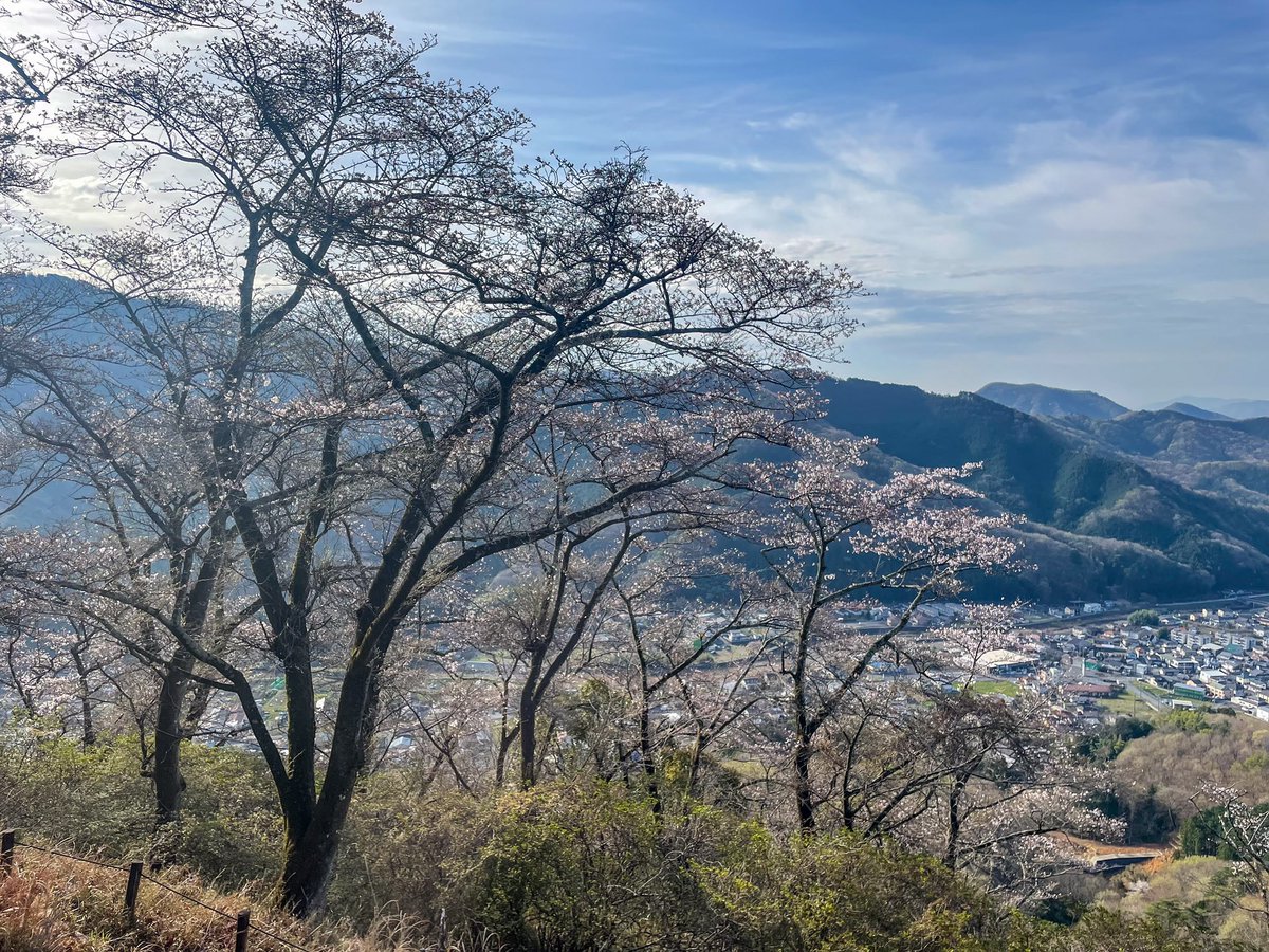 sunnonkai_tw's tweet photo. 柄杓山城（群馬県桐生市）
4月7日時点では本丸南面に広がる桜🌸は5分咲きでした（駐車場付近は満開）。今日あたりは満開でしょうか。
林道脇の駐車場から遊歩道を15分で城域に到着。
林道は狭くて道も荒れている。
(2024/4/7)
#城 #群馬県 #桐生市 #柄杓山城
#castle #gunma #kiryu #hishakuyamacastle https://t.co/2y2xsiliB0