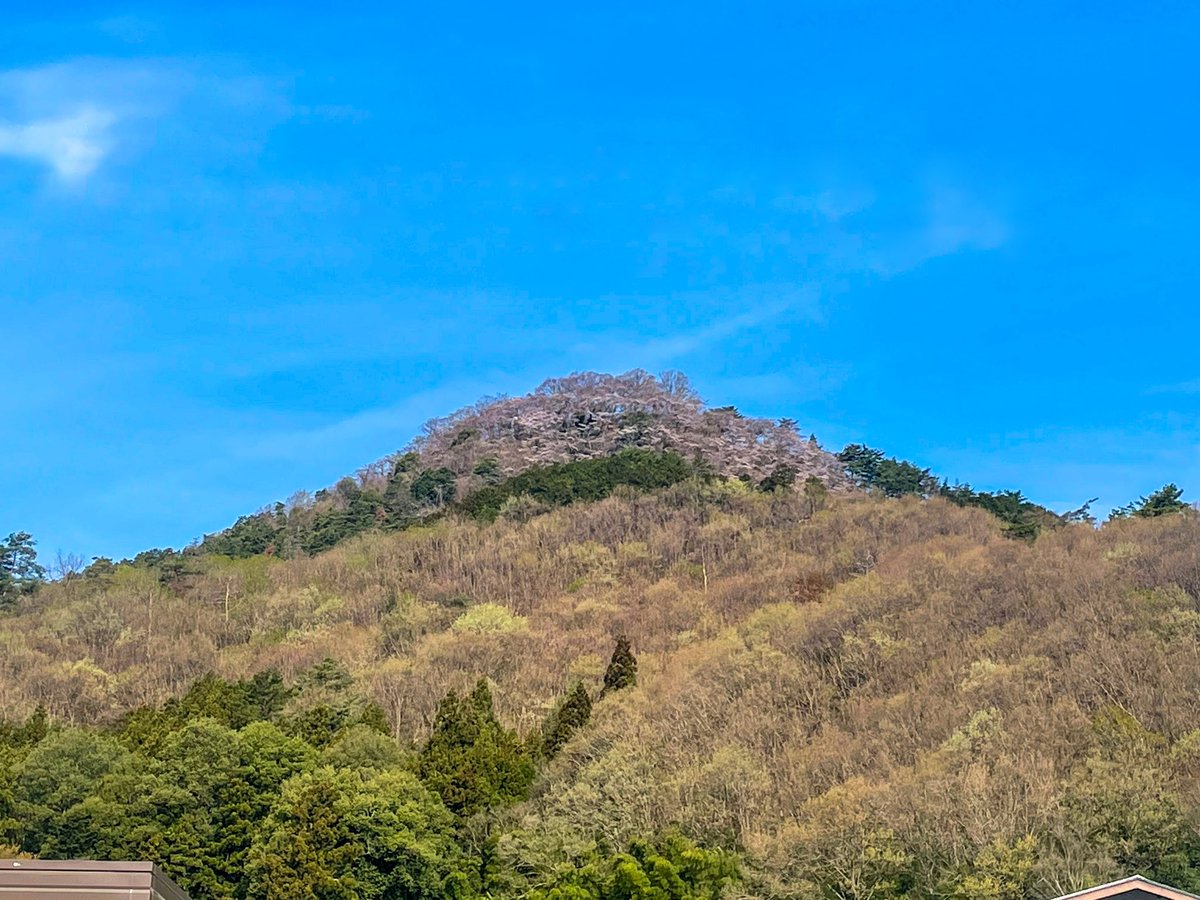 sunnonkai_tw's tweet photo. 柄杓山城（群馬県桐生市）
4月7日時点では本丸南面に広がる桜🌸は5分咲きでした（駐車場付近は満開）。今日あたりは満開でしょうか。
林道脇の駐車場から遊歩道を15分で城域に到着。
林道は狭くて道も荒れている。
(2024/4/7)
#城 #群馬県 #桐生市 #柄杓山城
#castle #gunma #kiryu #hishakuyamacastle https://t.co/2y2xsiliB0