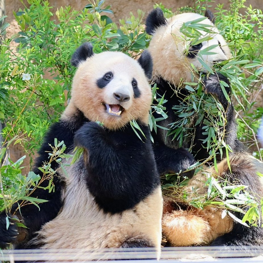 待機列から見えた幸運💕
レイちゃんの笑顔が嬉しくて😂
2024.4.13📷 #上野動物園 #レイレイ #シャオシャオ