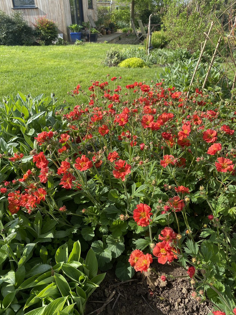 Geum Scarlet Tempest now really putting on a show @ANurseries, @grahampfe & @hardyplants !