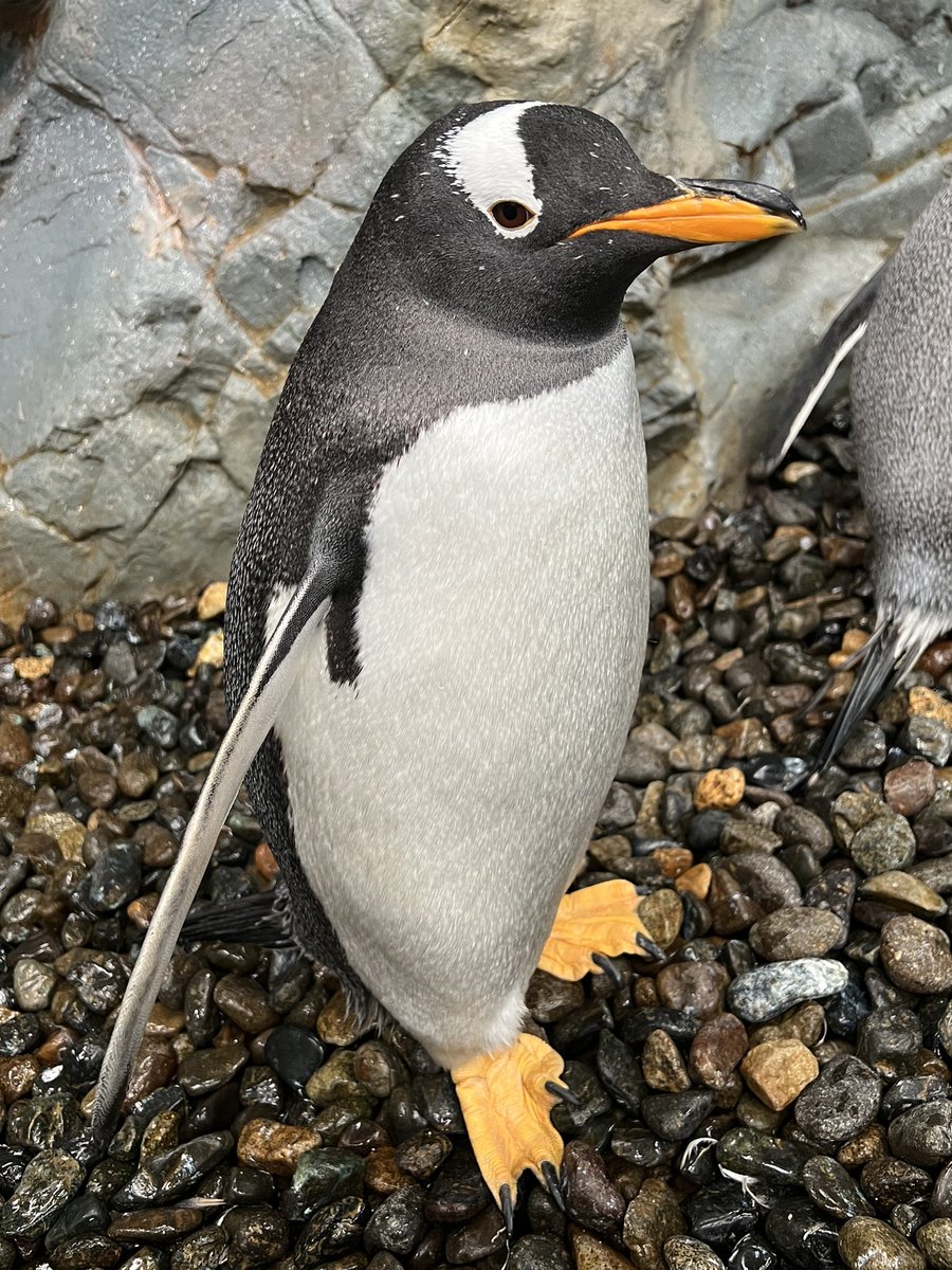 【ただいま休園中】

昨日のジェンツーペンギン🐧

#旭山動物園　#asahiyamazoo
#ジェンツーペンギン
#gentoopenguin
#ぺんぎん館　#担当者撮影